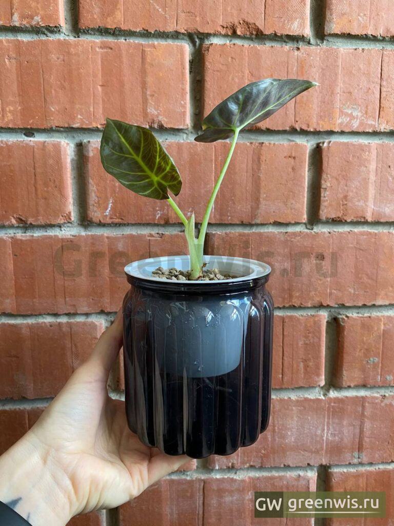 Alocasia Regal Shields